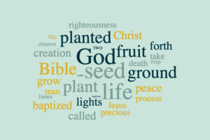 God's Creation - The Wonder of Plant Life